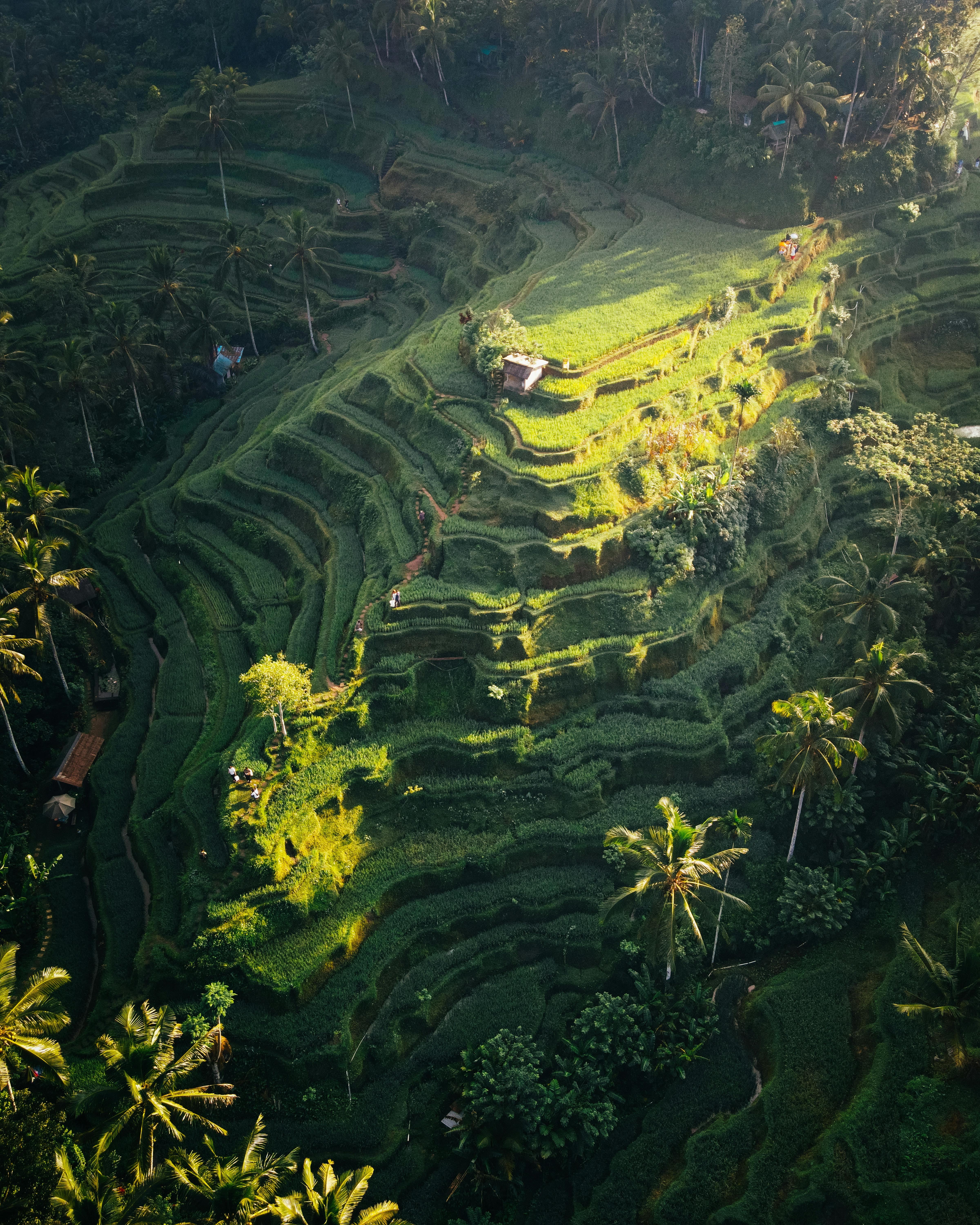 Discover The Magic Of Tegallalang Rice Terraces
