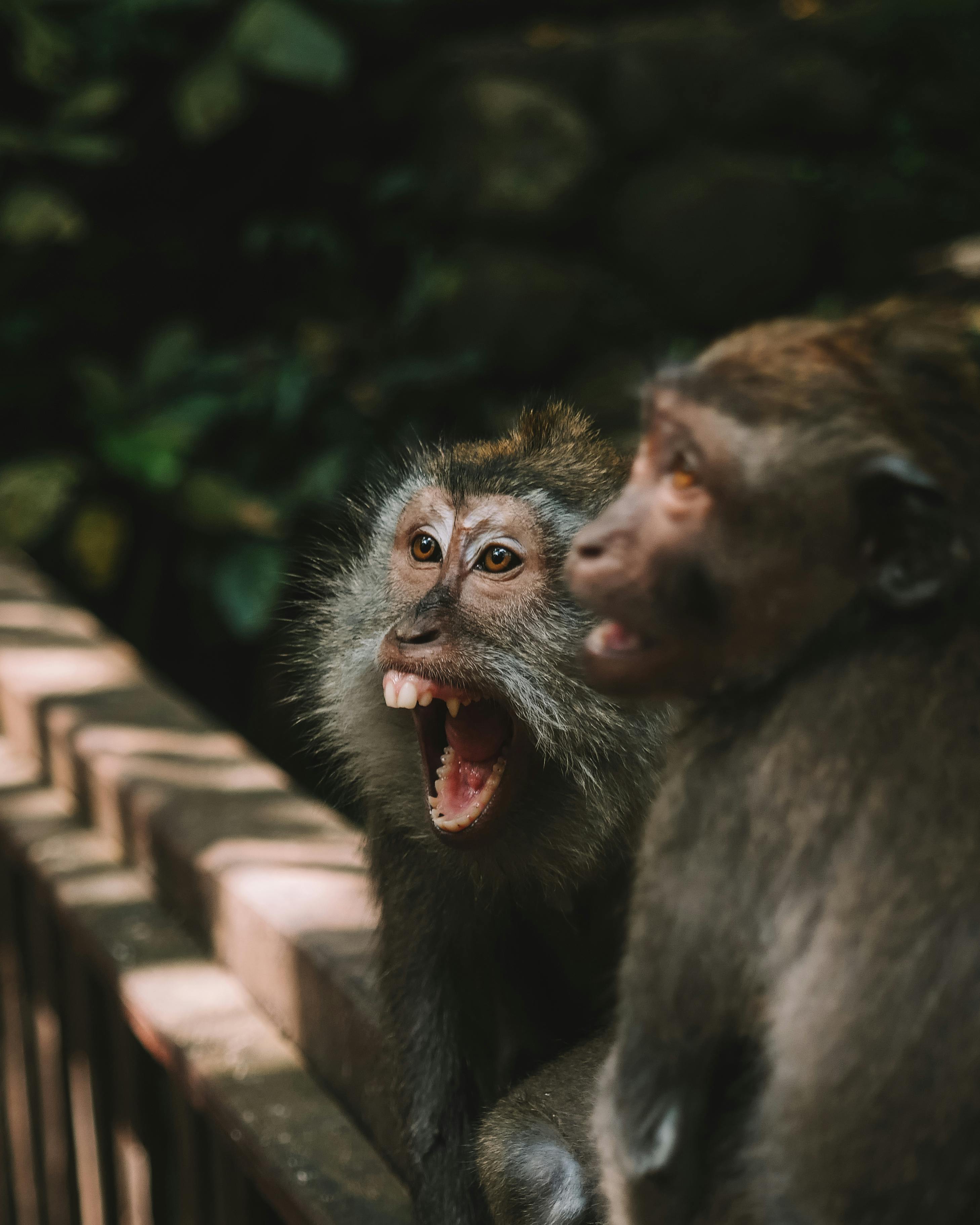 Discover The Magic Of Ubud Monkey Forest